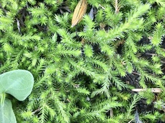 Selaginella sellowii