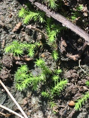 Selaginella sellowii