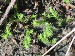 Selaginella sellowii