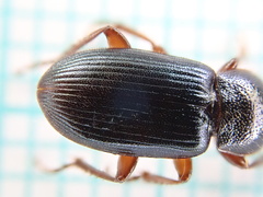 Ophonus azureus