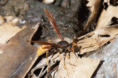 Polistes comanchus