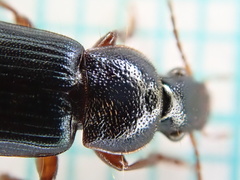 Ophonus azureus