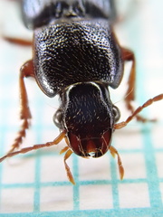 Ophonus azureus