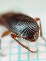 Ophonus azureus