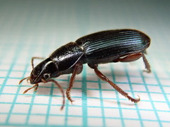 Ophonus azureus