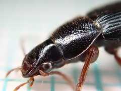 Ophonus azureus
