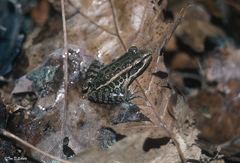 Lithobates palustris