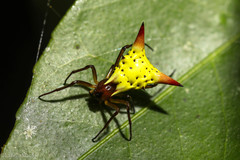 Micrathena flaveola