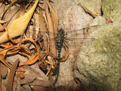 Rhionaeschna planaltica