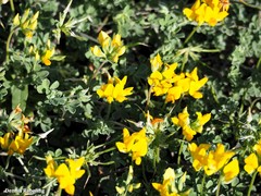 Lotus lancerottensis