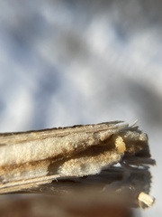 Antistrophus