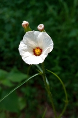 Sida linifolia