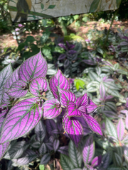 Strobilanthes auriculata