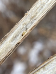 Antistrophus