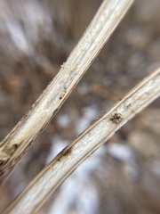 Antistrophus
