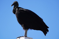 Coragyps atratus image