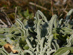 Matthiola sinuata