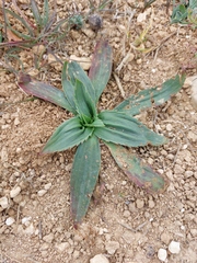 Plantago serraria