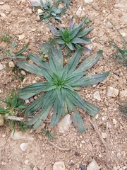 Plantago serraria