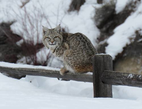 Bobcat photographed in Washington