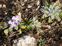 Matthiola tricuspidata