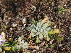 Matthiola tricuspidata