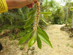 Sideroxylon salicifolium