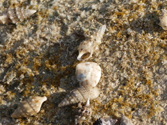 Steromphala divaricata