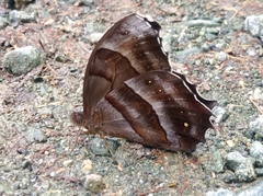 Pseudodebis puritana