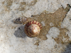 Steromphala divaricata