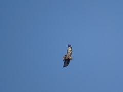 Buteo buteo