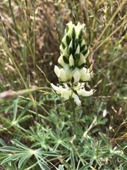 Lupinus densiflorus