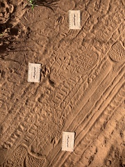 Cephalophorus natalensis