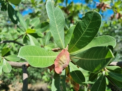 Terminalia brachystemma
