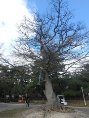 Quercus pubescens