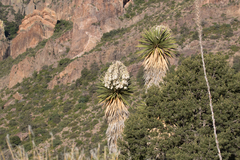 Yucca faxoniana
