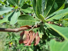 Terminalia brachystemma
