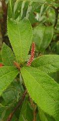 Acalypha hispida