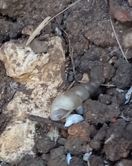 Subulina octona