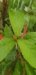 Acalypha hispida