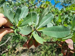 Terminalia brachystemma