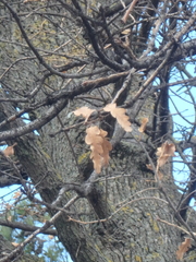 Quercus pubescens