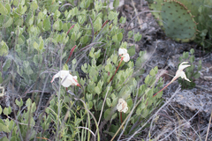 Acleisanthes