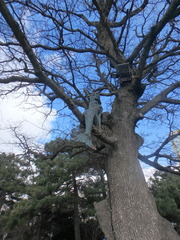 Quercus pubescens