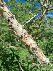 Senegalia erubescens