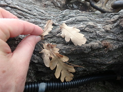Quercus pubescens
