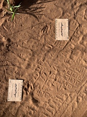 Cephalophorus natalensis
