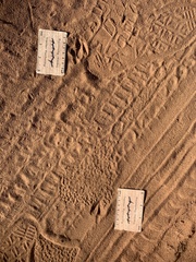 Cephalophorus natalensis