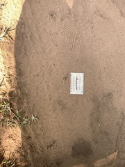 Cephalophorus natalensis