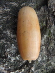 Quercus pubescens